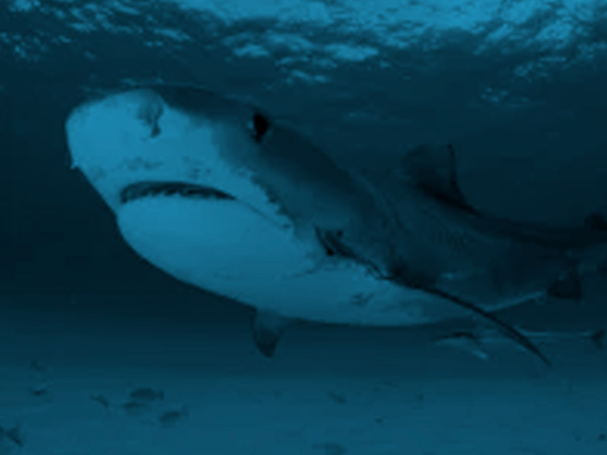 Medidas adicionales para la conservación de tiburones y rayas capturados incidentalmente en la pesquería mexicana de atún en el Océano Pacífico